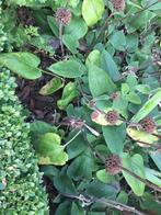Luchtgele phlomis vaste plant, Tuin en Terras, Planten | Tuinplanten, Ophalen of Verzenden, Vaste plant