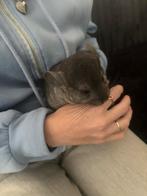 Super lieve tamme chinchilla man bokje te koop €65 euro, Dieren en Toebehoren, Chinchilla, Mannelijk, Juli, Tam