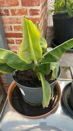 Bananen plant musa dwarf cavendish, Ophalen, 200 cm of meer, Overige soorten, In pot