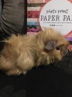 Schattige langharige jonge caviabeer, Dieren en Toebehoren, Knaagdieren, Cavia, Mannelijk, Tam, Oktober