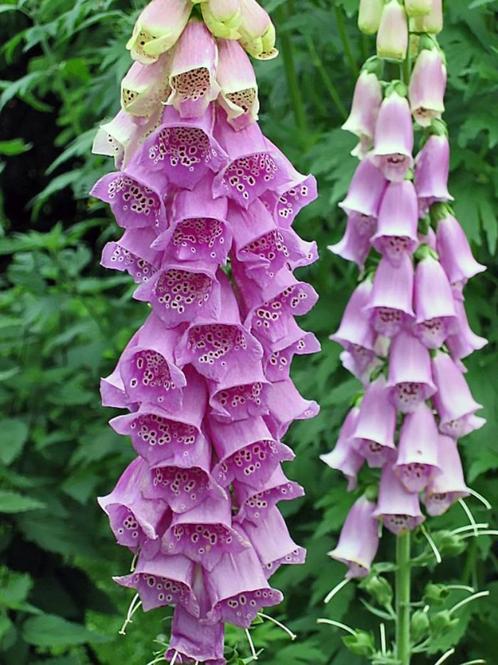 Digitalis purpurea of Vingerhoedkruid, Tuin en Terras, Planten | Tuinplanten, Vaste plant, Ophalen