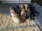 kuikens, Dieren en Toebehoren, Pluimvee, Kip