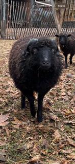 ouessant schaapjes - 2 jonge rammen, Dieren en Toebehoren, Schapen, Geiten en Varkens, Mannelijk, Schaap, 0 tot 2 jaar