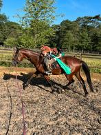 Vanaf Januari terug ruimte!, Dieren en Toebehoren