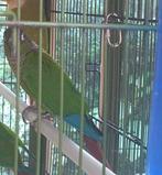 2 vrouwelijke pyrrhura’s, geringd met certificaat, Dieren en Toebehoren, Vogels | Parkieten en Papegaaien, Vrouwelijk, Parkiet