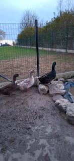 2 vrouwelijke eenden en cayuga woerd, Dieren en Toebehoren, Meerdere dieren, Eend