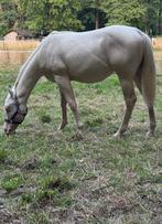 Rw Magnetic Whiz, Dieren en Toebehoren, Paarden, Hengst, Westernpaard, Gechipt, 0 tot 2 jaar