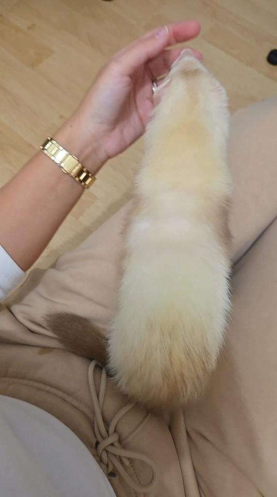 Fretje, Dieren en Toebehoren, Knaagdieren, Vrouwelijk, Fret, September, Tam