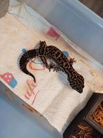 Luipaardgekko black night 1.0, Dieren en Toebehoren, Hagedis, 3 tot 6 jaar