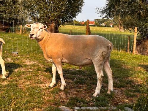 Prachtige swifter dekram, Dieren en Toebehoren, Schapen, Geiten en Varkens, Schaap, Mannelijk, 0 tot 2 jaar