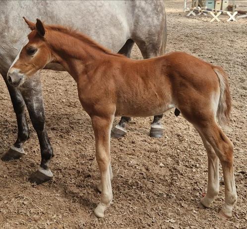 7 jr columbus x cha cha ( chin chin) x for pleasure, Dieren en Toebehoren, Paarden en Pony's | Dekhengsten en Fokmerries, Merrie
