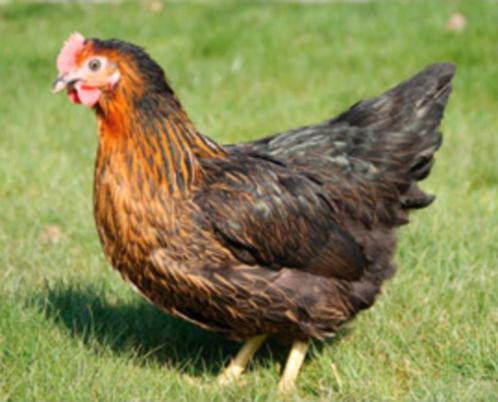 Harko legkippen - Tot 21u open - 0472/51.09.71, Dieren en Toebehoren, Pluimvee, Kip