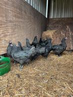 Australorp kippen zwart 16 weken, Dieren en Toebehoren, Pluimvee, Vrouwelijk, Kip