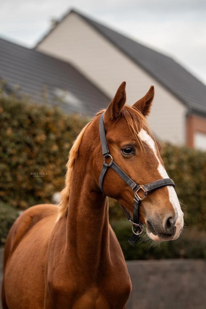18 mnd jonge talentvolle hengst, Dieren en Toebehoren, Paarden, Hengst, Z