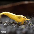 Neon Yellow Backline garnalen (Neocaridina), Dieren en Toebehoren, Kreeft, Krab of Garnaal, Zoetwatervis, Schoolvis