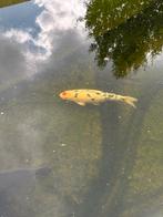 Koi, Dieren en Toebehoren, Vissen | Vijvervissen