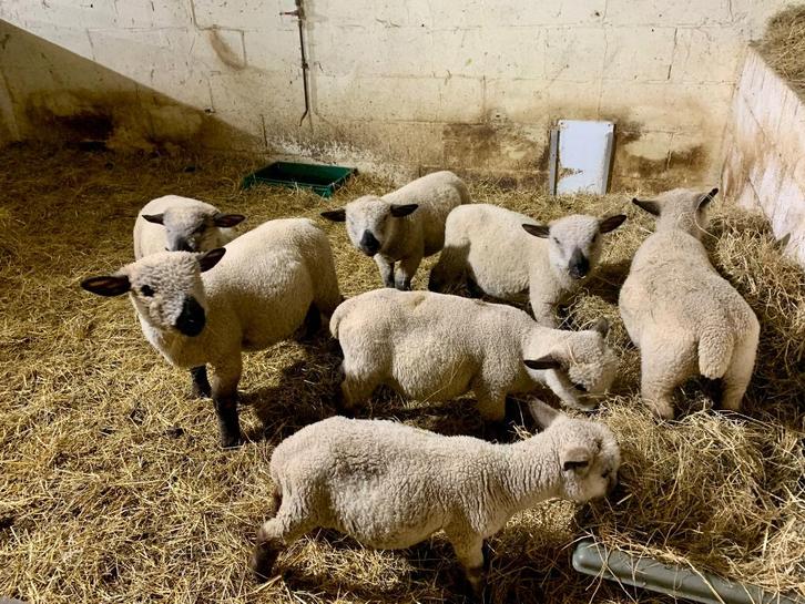 Hampshire Pure Race lammetjes, Dieren en Toebehoren, Schapen, Geiten en Varkens, Schaap, Meerdere dieren, 0 tot 2 jaar
