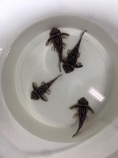 L046 exemplaren hypancistrus, Dieren en Toebehoren, Vissen | Aquariumvissen