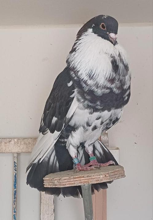 Spaanse moroncelos, Dieren en Toebehoren, Vogels | Duiven