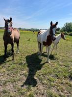 Kleinschalige rustige pensionstalling Brugge, Dieren en Toebehoren, Weidegang, 2 of 3 paarden of pony's
