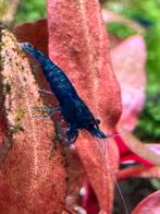 Prachtige Blue Dream blauwe Neocaradina garnalen. 10+1!