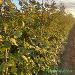 ‼️fagus sylvatica beuk aan promoprijzen ‼️, Tuin en Terras, Ophalen