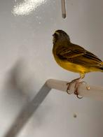 Mozambiquesijs pop 2025, Dieren en Toebehoren, Vogels | Kanaries