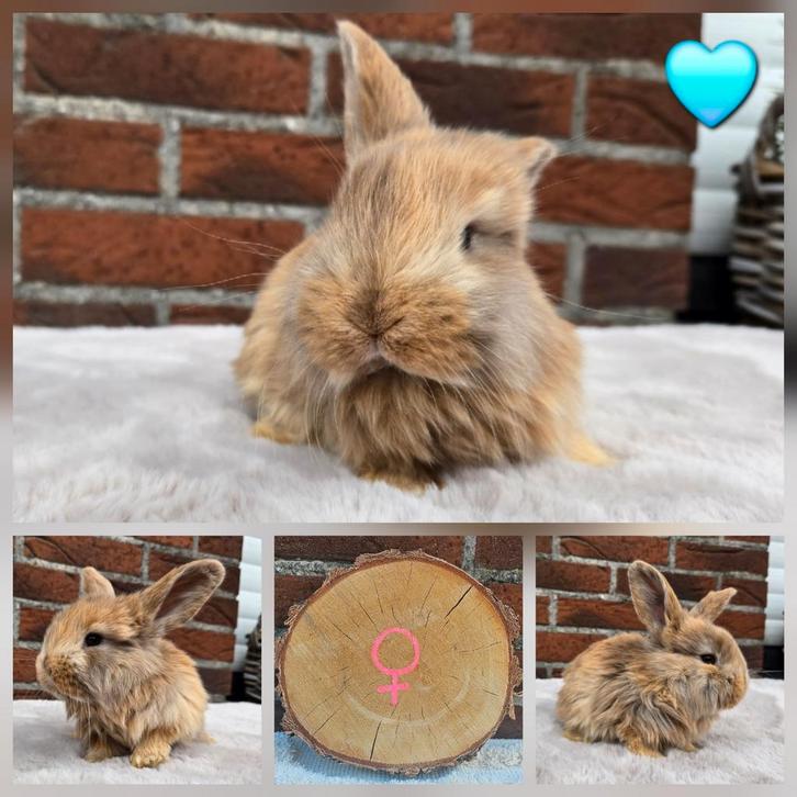 Franse hangoren, Dieren en Toebehoren, Konijnen