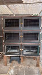 Konijnenflat - konijnenhokken, Dieren en Toebehoren, Knaagdieren en Konijnen | Hokken en Kooien, Ophalen, 110 cm of meer, Cavia