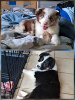 Doux chiots bergers australiens à la ferme parents présents, Plusieurs, Parvovirose, Belgique, Berger