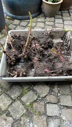 Canna rizomen (rood), Jardin & Terrasse, Plantes | Jardin, Enlèvement