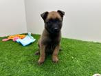 Nestje Mechelse Herder pups, België, CDV (hondenziekte), 8 tot 15 weken, Meerdere