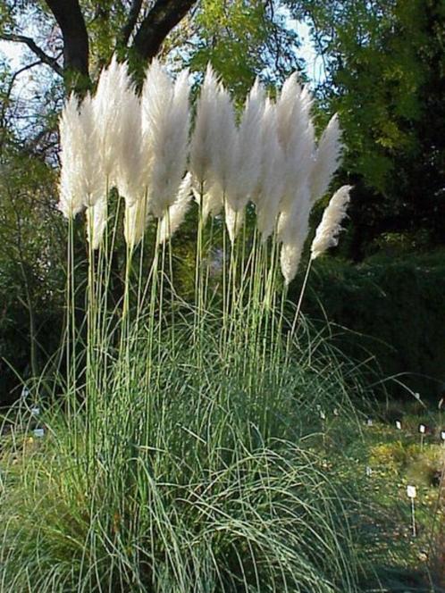 Decoratief pampagras, pampagras of riet, Tuin en Terras, Planten | Tuinplanten, Vaste plant, Overige soorten, Halfschaduw, Zomer