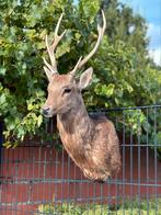 Opgezette hertenkop super mooi( sikahert), Ophalen of Verzenden