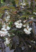 Staphylea colc. black beauty-donkerbladige pimpernoot-NIEUW!, Tuin en Terras, Planten | Tuinplanten, Ophalen of Verzenden