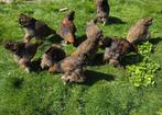 Opgroeiende kuikens Brahma patrijs te koop, Meerdere dieren, Kip