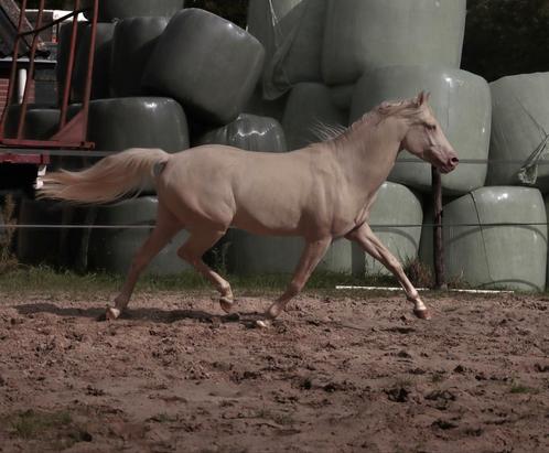 Cremello ter dekking!!, Dieren en Toebehoren, Paarden en Pony's | Dekhengsten en Fokmerries, Hengst