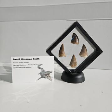 Prachtige, zeer unieke dinosaurus tanden in display beschikbaar voor biedingen