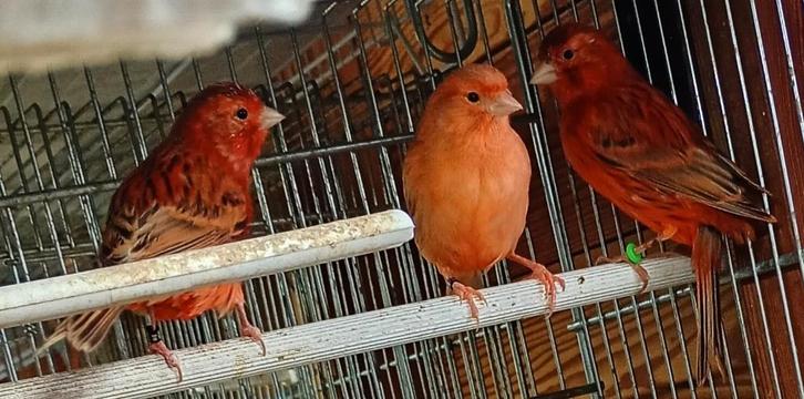 kleurkanarie, Animaux & Accessoires, Oiseaux | Canaris, Canari de couleur, Femelle