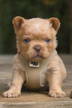 Franse bulldog fluffy curly pups (TOPKWALITEIT), Dieren en Toebehoren, België, Fokker | Hobbymatig, 8 tot 15 weken, CDV (hondenziekte)