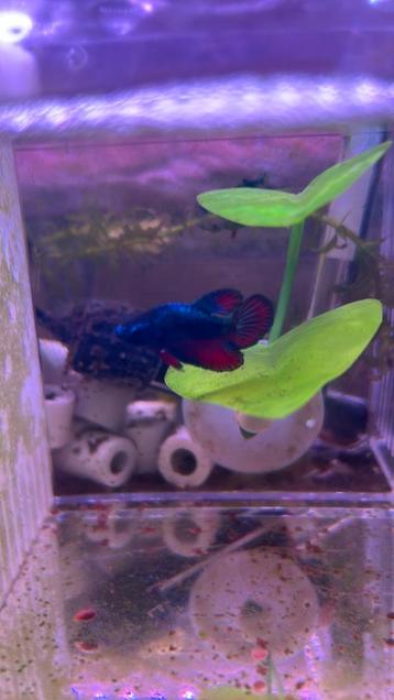 Betta mannetje rose tail te koop
