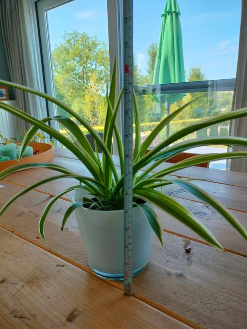 Graslelie 35 cm hoog, 7 stuks beschikbaar, Huis en Inrichting, Kamerplanten, Ophalen