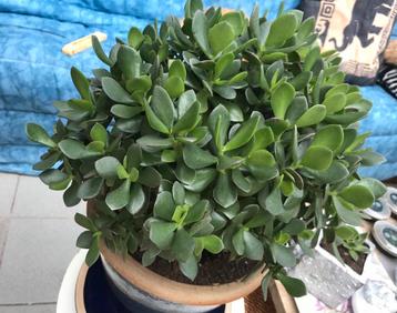 Plante de jade Plante Crassula en pot 