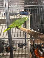 Femelle amazone front bleu, Animaux & Accessoires, Mâle