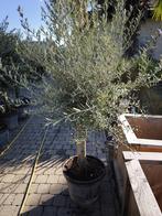 Olijfbomen te koop ; Olea Europaea, Tuin en Terras, Lente, 100 tot 250 cm, Olijfboom, Ophalen