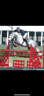 Opleiden en trainen paarden