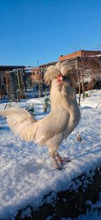 Padua haan, Dieren en Toebehoren, Mannelijk, Kip