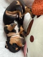 Prachtige dwergteckel pups, Dieren en Toebehoren, België, CDV (hondenziekte), 8 tot 15 weken, Korthaar