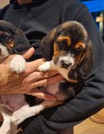 Chiots Beagle coquins!, Animaux & Accessoires, Chiens | Beagles, Bassets & Chiens courants, Plusieurs, Belgique, 8 à 15 semaines