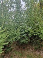 Kerstbomen te koop, Diversen, Ophalen